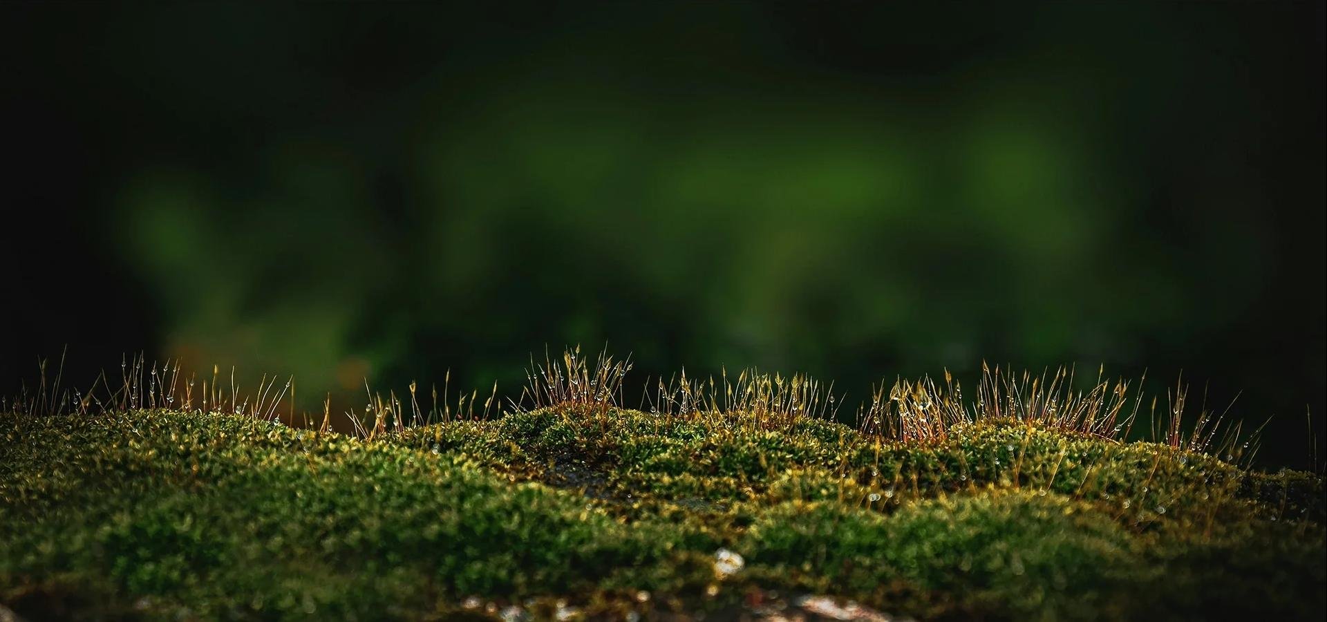 home-aboutbg