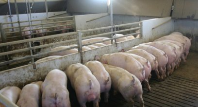 液态料饲喂，对各阶段猪群有怎样的影响？