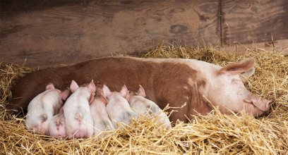 改善猪场动物福利 — 巴西篇