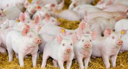 改善猪场动物福利 — 中国篇