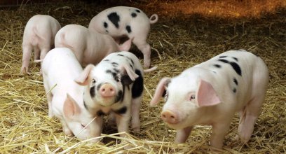 2017生猪补贴政策，算算你的猪场能拿多钱？