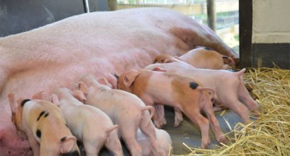 母猪哺乳期间的营养状况，对仔猪的影响究竟有多大？