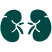 Behavior of The Urinary System