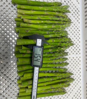 rozen asparagus for foodservice