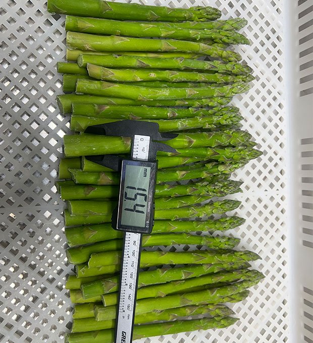 rozen asparagus for foodservice