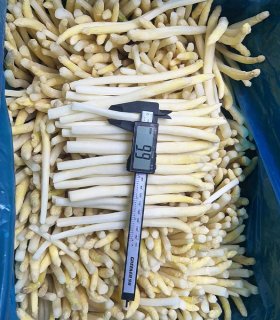 frozen white asparagus spears