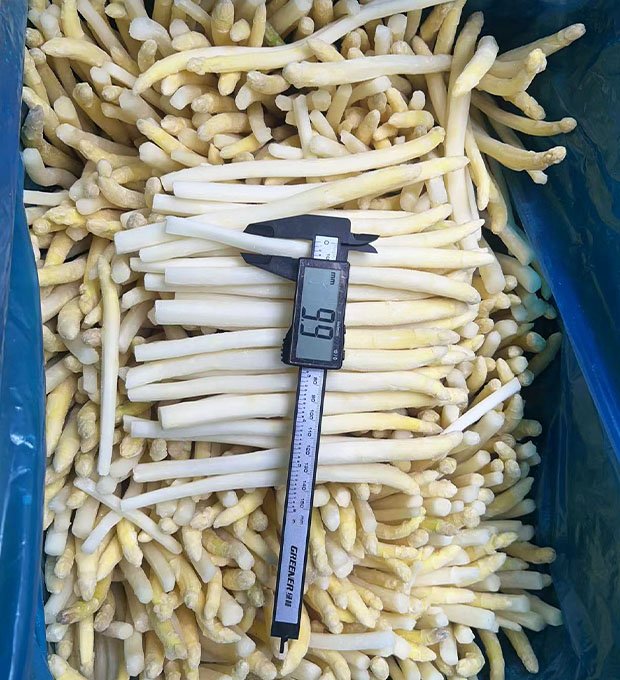 frozen white asparagus spears