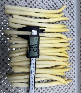 iqf frozen white asparagus