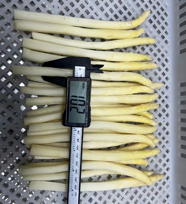 iqf frozen white asparagus
