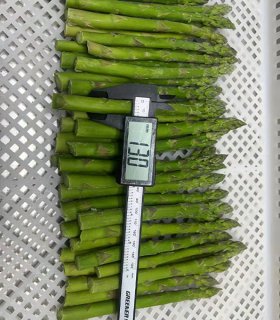 iqf frozen green asparagus