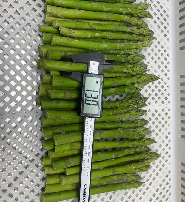 iqf frozen green asparagus