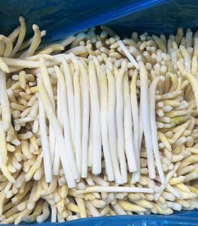 Frozen white asparagus