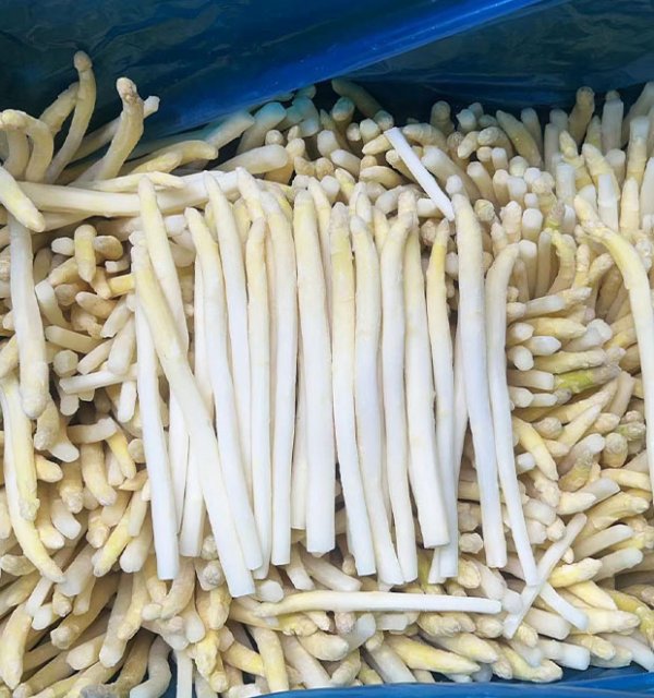 冷冻白芦笋