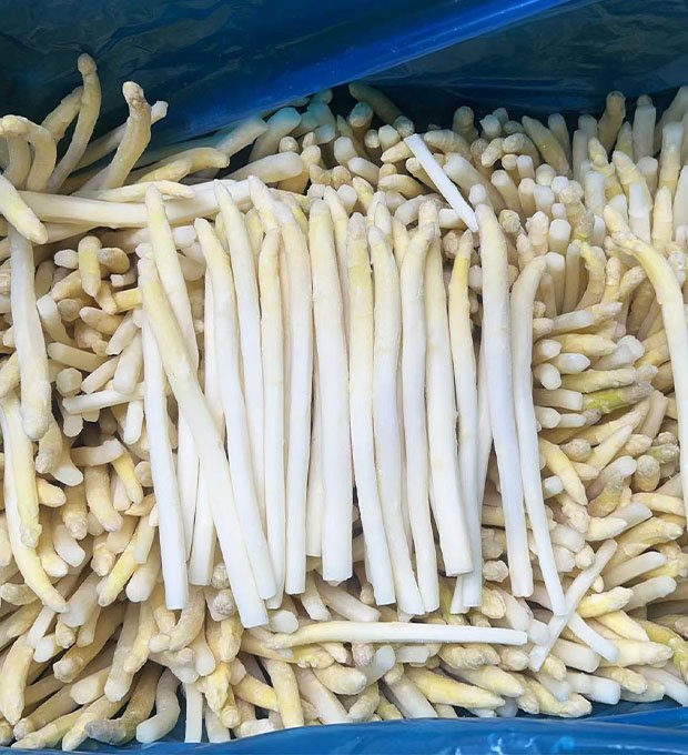 Frozen white asparagus