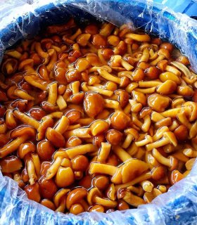 salted nameko mushroom for factory use