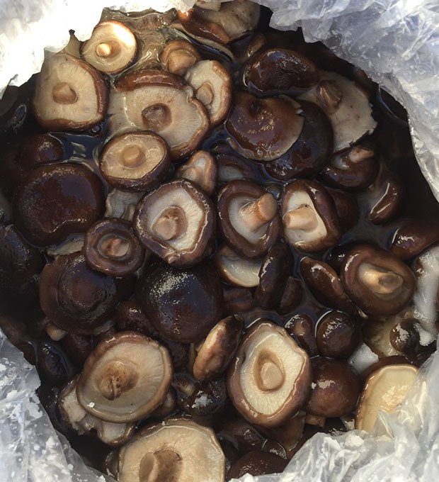 Brined shiitake whole in drum