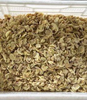 food processing mushroom ingredient