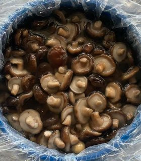 brined shiitake mushrooms ready for export