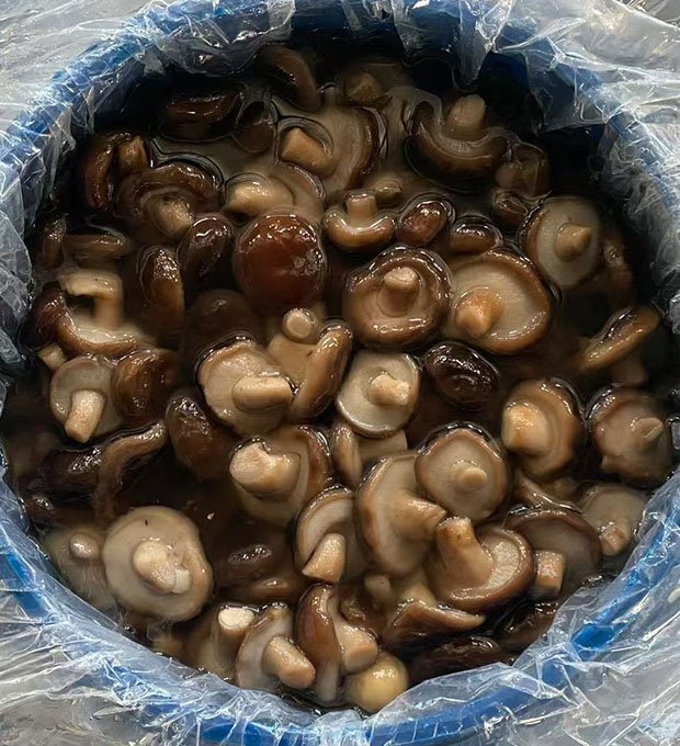 brined shiitake mushrooms ready for export