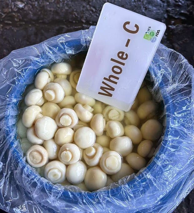 Preserved mushroom  whole in drum