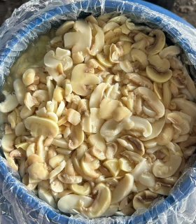 brined mushroom slices ready for canning factory