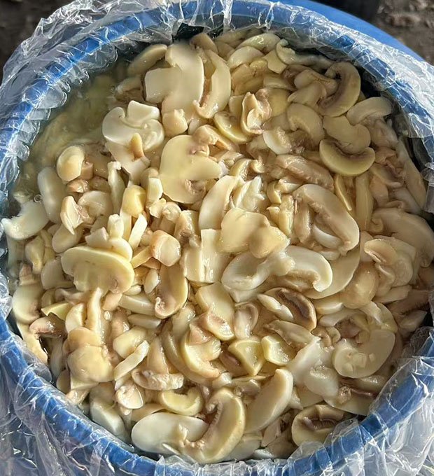 brined mushroom slices ready for canning factory