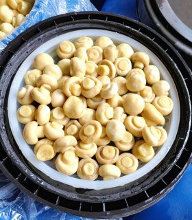 Brined mushroom  whole in drum