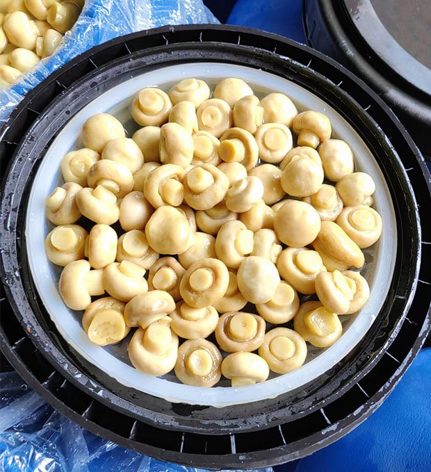 Brined mushroom  whole in drum