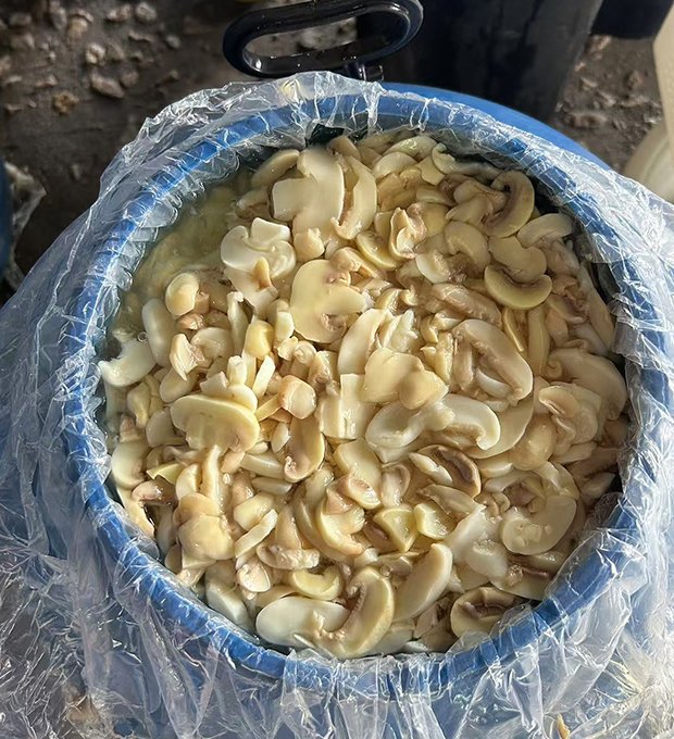preserved mushroom pieces and stems in brine drum