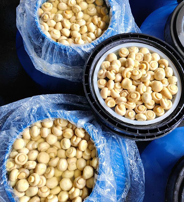 brined whole mushrooms in drum