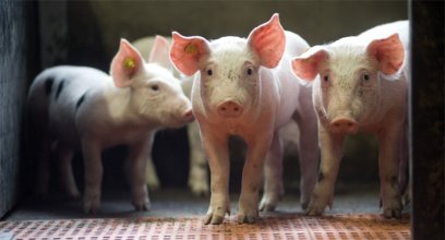 2018养猪行业四大趋势，广大养猪户必须要知道！
