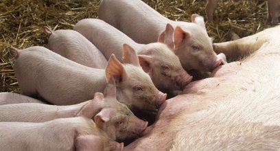 养猪场如何减少母猪生产时间，高效产仔？