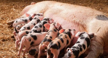 规模化猪场，如何实施母猪淘汰原则？