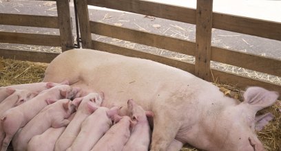 丹麦如何养殖有机猪