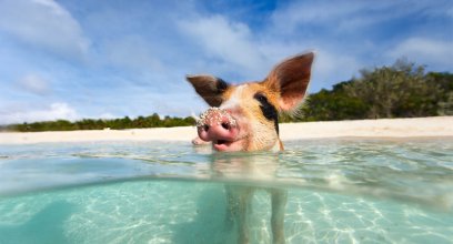夏季猪场生物安全应当重视的的几个方面
