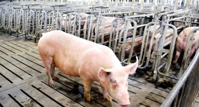 发酵饲料对妊娠母猪的影响