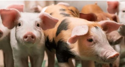 从网红猪场看发酵料在猪场里边的三种应用模式